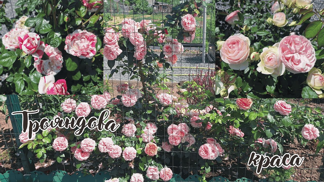 Плетисті ТРОЯНДИ. Яскравий паркан