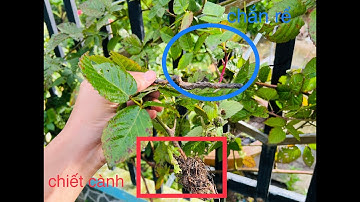 hướng dẫn nhân giống cây mâm xôi bằng 3 cách, siêu dễ  #nhângiốngcâymâmxôi