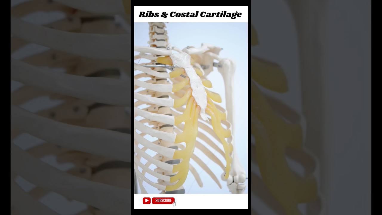 Ribs  & Costal Cartilage ✨♥️ 