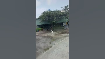 Nhà trọ KDC Tân Đức, Đức Hòa nền góc : 8 x25 :8p thu 16 tr. Giá: 4,8 tỷ lh 0938300126