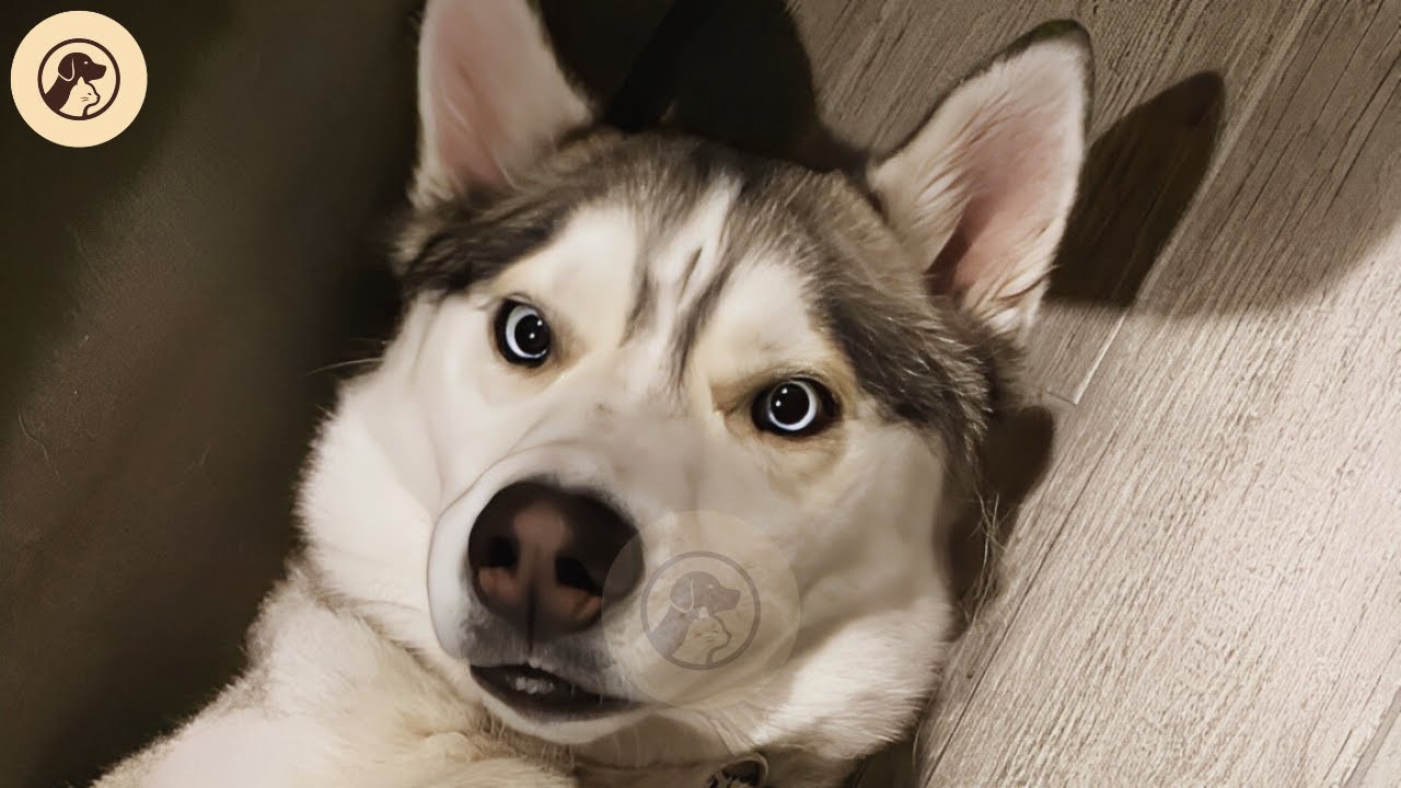 This Noisy Husky Filled Every Room And Still Brought Peace Home | FaithfulFriends