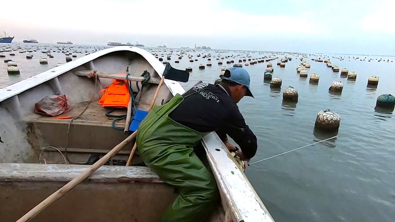 用大九节虾做诱饵钓鱼，放了84钓鲈鱼扣过夜，期待今天鲈鱼多多