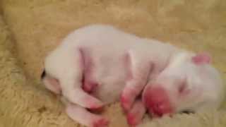 Puppy Pippin , 4 days old