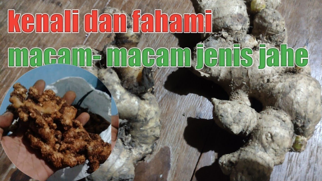 cara membedakan jahe emprit dan jahe gajah jahegajah perbedaan YouTube
