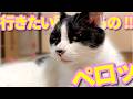 【ねこ動画】ねこ「行きたい所があるの!!」ペロっ