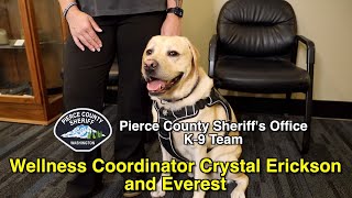 A Day in the Life of Everest the Wellness Dog