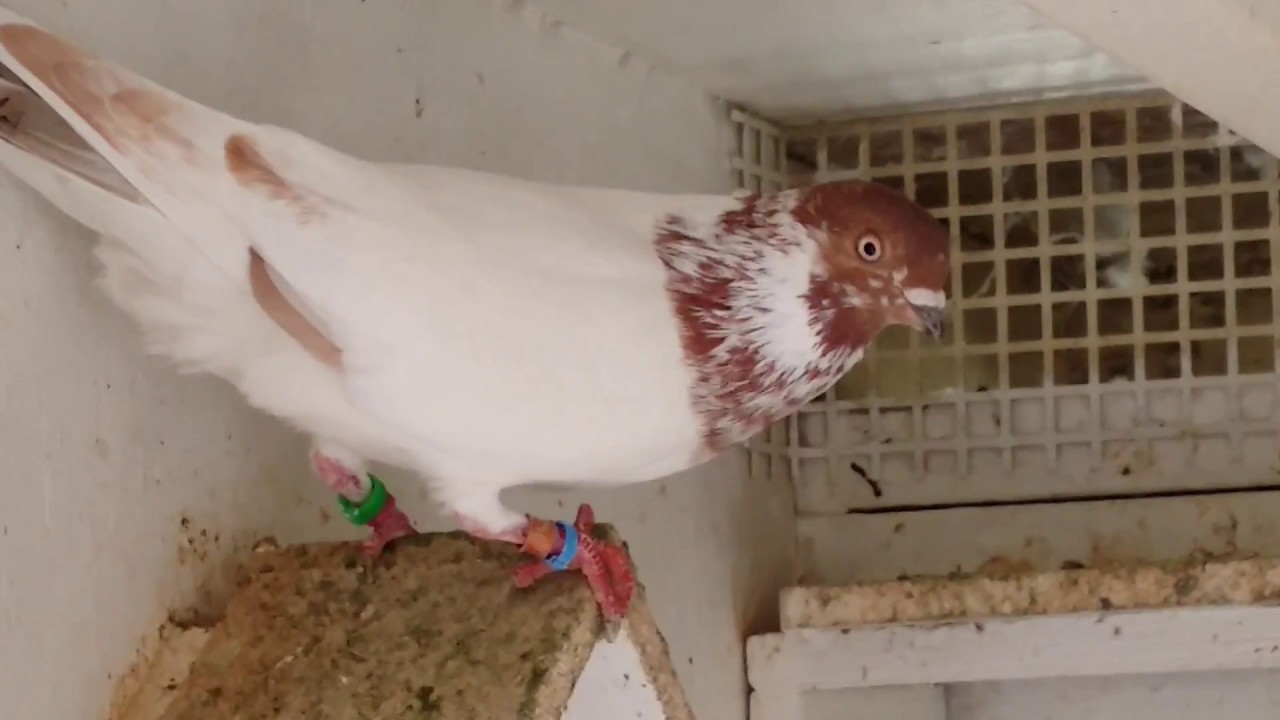 budapest high flyers arcee loft youtube budapest high flyers pigeons for sale