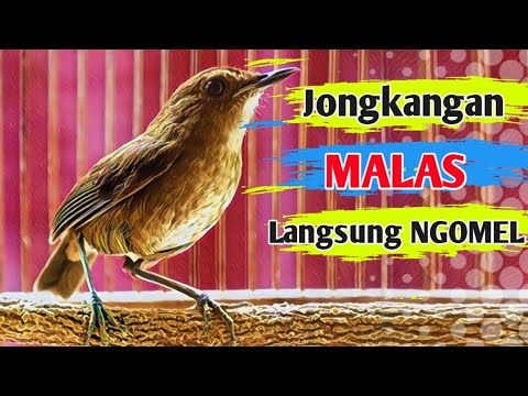 JONGKANGAN MALAS LANGSUNG NGOMEL,Suara jongkangan gacor pancingan \u0026 masteran AMPUH!!!!