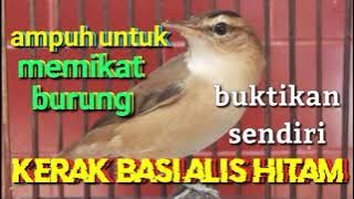 SUARA PIKAT AMPUH BURUNG KERAK BASI ALIS HITAM || SEGALA JENIS BURUNG KERAK BASI