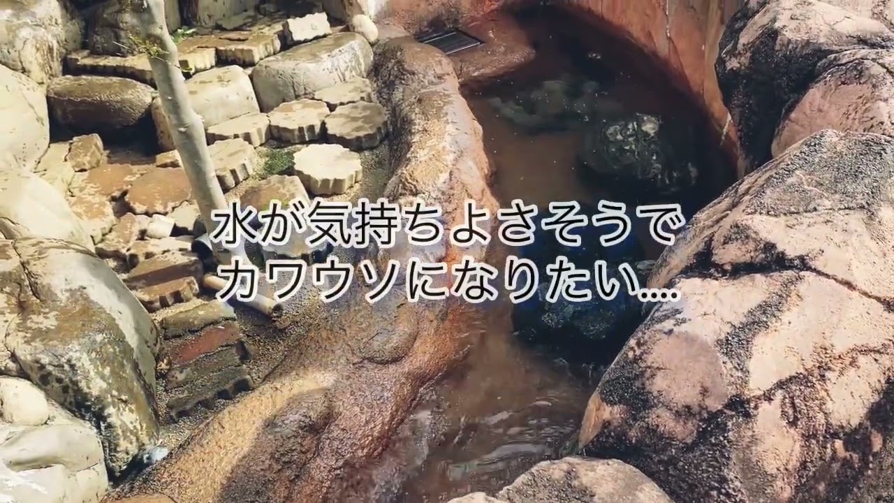 どうぶつアテレコシリーズ カワウソ 声優タレント科学生作品 Youtube