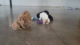 Cavapoo Puppies Playing by D G 3,176 views 3 months ago 1 minute, 42 seconds