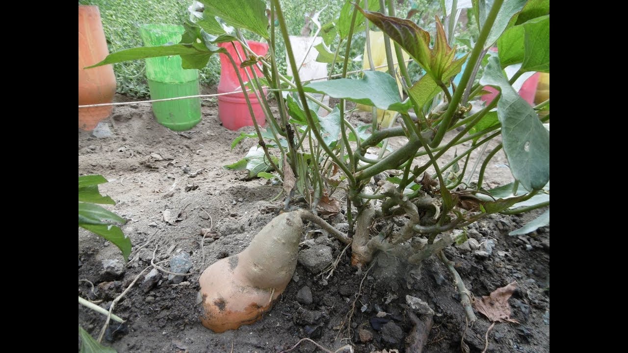 TIPS PARA EL CULTIVO DE CAMOTE YouTube