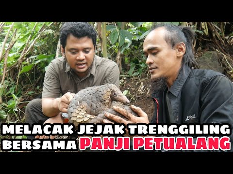 Video: Di mana trenggiling ditemukan?