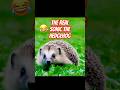 The Real Sonic 🦔 #hedgehog #sonicthehedgehog #shortvideos #learnaboutanimals #animalshorts #cute