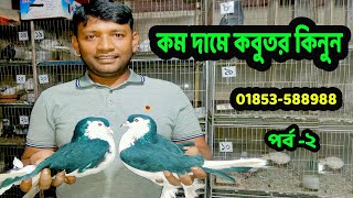 আদনান ভাই থেকে সব চেয়ে কম দামে কবুতর কিনুন | কম দামে পাংখি কবুতর কিনুন মেরাদিয়া