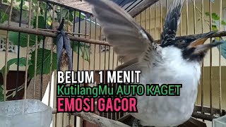 Suara Burung Kutilang Gacor Tarung Tanpa Isian Ampuh Untuk Pikat Kutilang Jadikan Kutilang Ribut