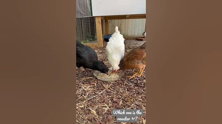 How to know I chick is a male or female? #rooster #hen #backyard
