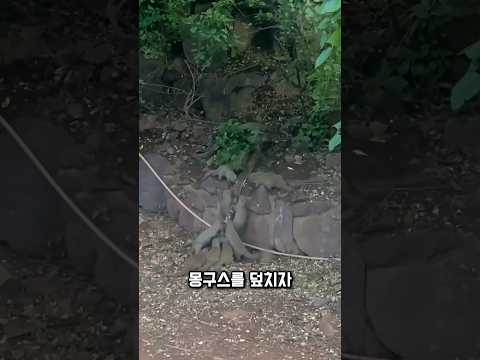 물린 몽구스, 무리가 갑자기 달려들었습니다
