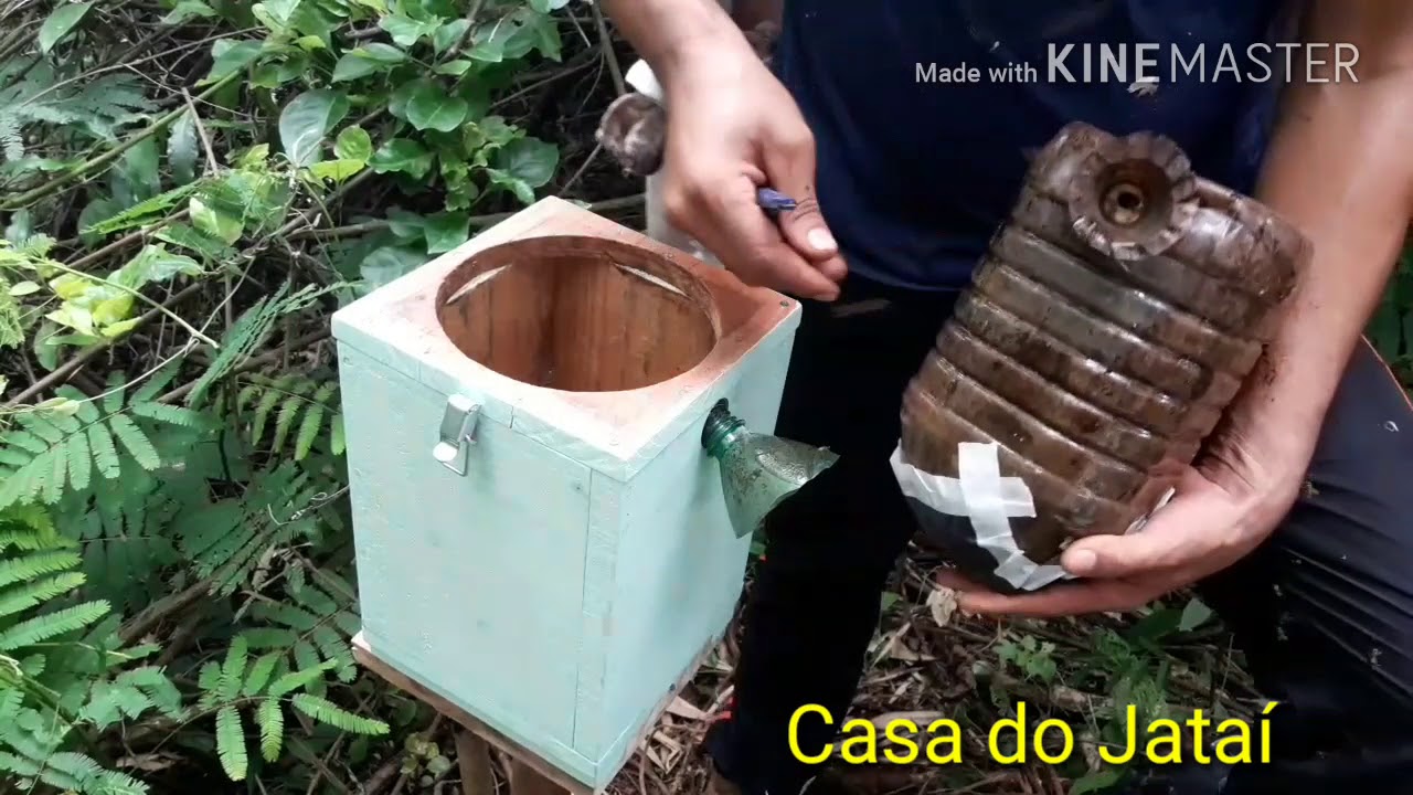 Transferencia De Abelha Bora Pelo Metodo De Inducao Tetragona Clavipes Nativa Brasileira Youtube