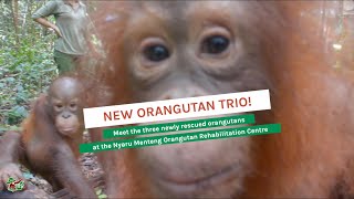 NYARU MENTENG HAS WELCOMED 3 NEW ORANGUTANS ADDITIONS!