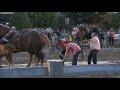 Tire de chevaux Thetford-Mines 2017