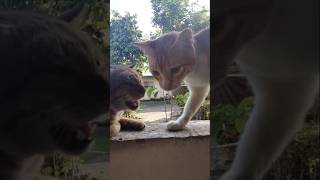 π»πββ¬ππ #kitty #straypets #cats π»πββ¬ππ #kitty #straypets #cats