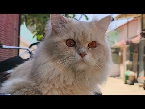 Sixty nine vlog Max bohot funny hai 😻
