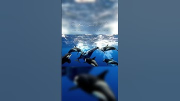 سورة العلق لشيخ محمد الصديق المنشاوي   #المصحف #quran   #northpole  #dolfin  #sea