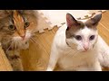 【過酷】かわいい猫によるソーセージ争奪戦【人気のオヤツ】