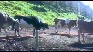 mucche e toro