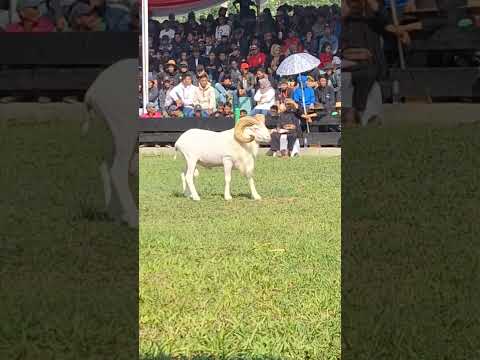 domba juara piala
