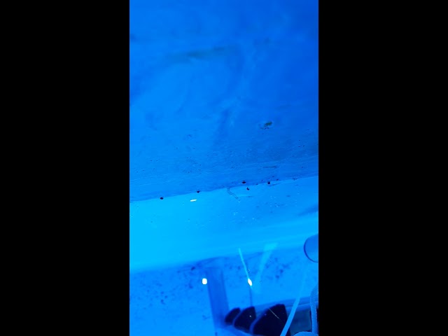 Watch Some creature (maggot?) In the swimming pool on YouTube Watch Some creature (maggot?) In the swimming pool on YouTube