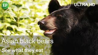 Asian Black Bears - See What They Eat | Bear Diet | Wild Animals | Wild Life | Nature Movie