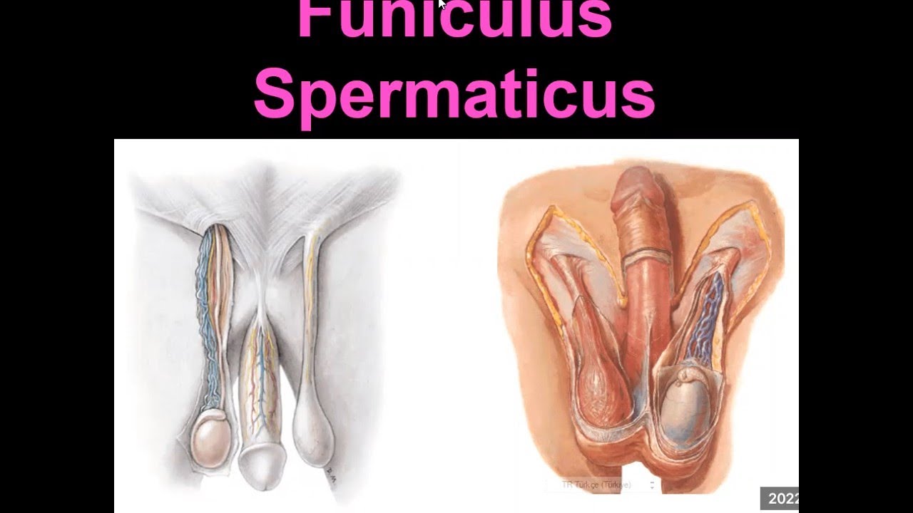 11. Erkek İç Gernital Organları:  Funiculus spermaticus YAYDAR