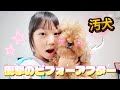 汚犬をトリミングに出したら別人が帰ってきた！我が家のワンコ紹介
