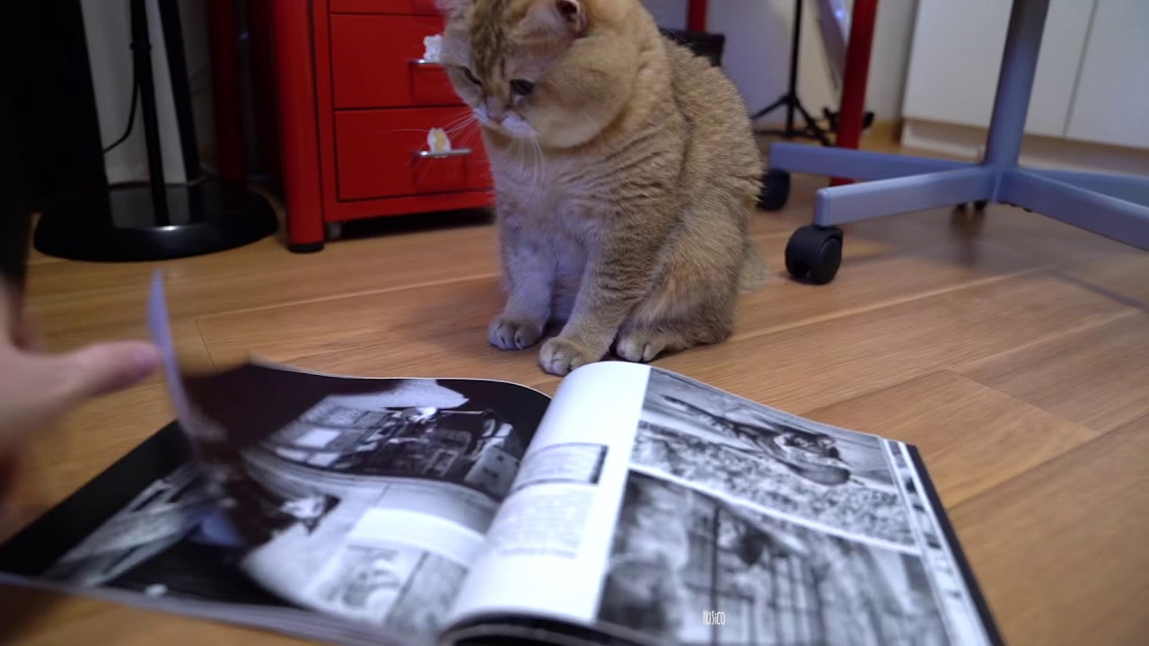 funny cats sleeping in weird positions compilation 2014 funnyplox I met the cute cats of Venice