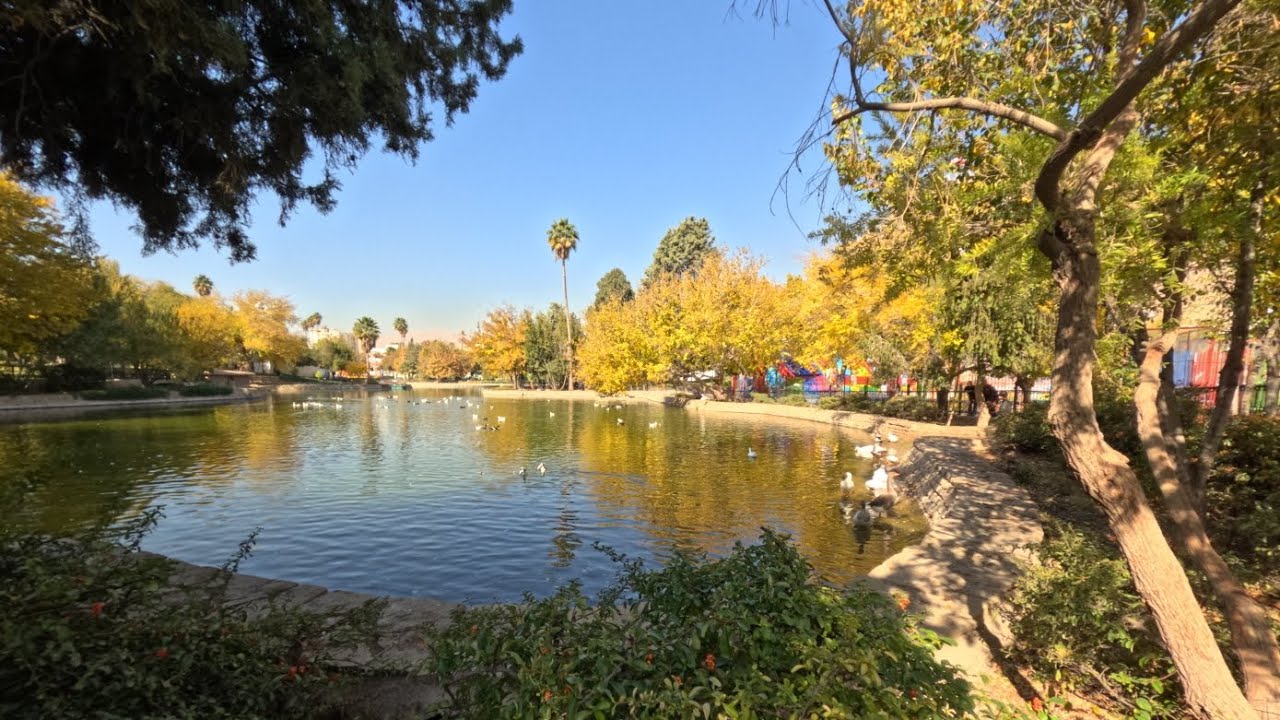 A Window to Serenity| Moments by the Duck Pond (Ducks, Geese, Swans) | Nature Sounds for Relaxation
