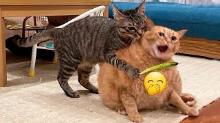 You Laugh You Lose Dogs And Cats  Funny Animal Moments 2024 #16