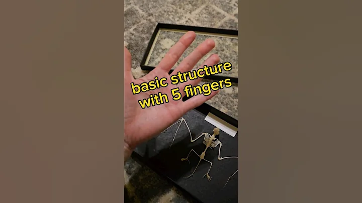 Humans and bats 🦇 #nature #bat #anatomy #biology