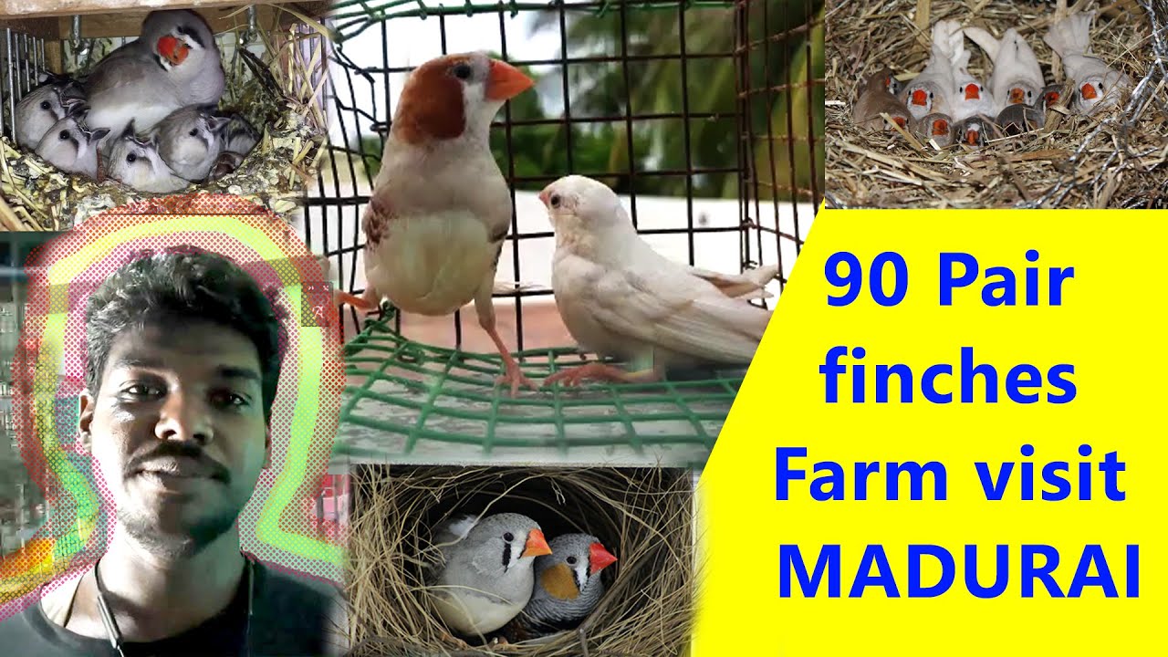 finches Farm visit \ 90 Pair finches farm Madurai type finches