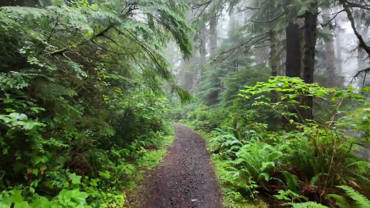 Oregon coast foggy autumn walk #1 — 15th Oct 2024