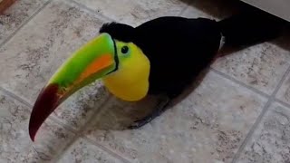 Toucan does not respect privacy