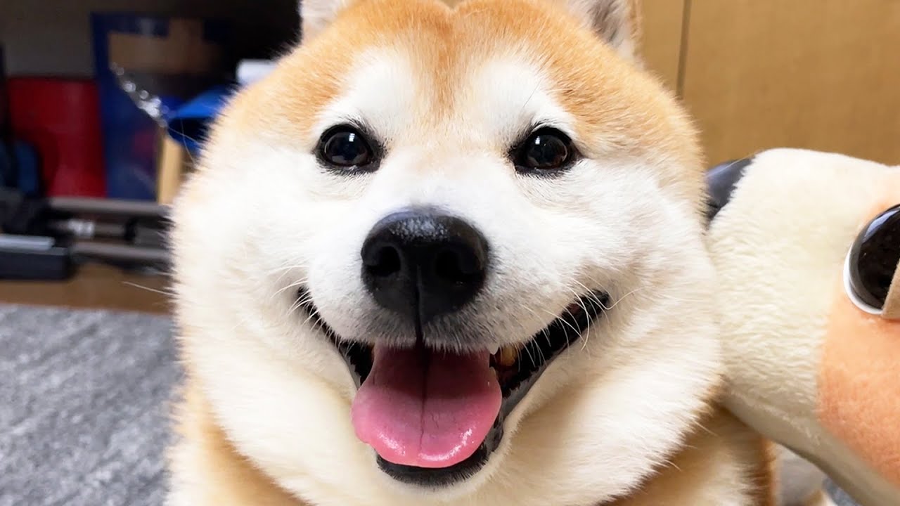 Shibe Gradually Gets Tired Of Playing With Toys Youtube