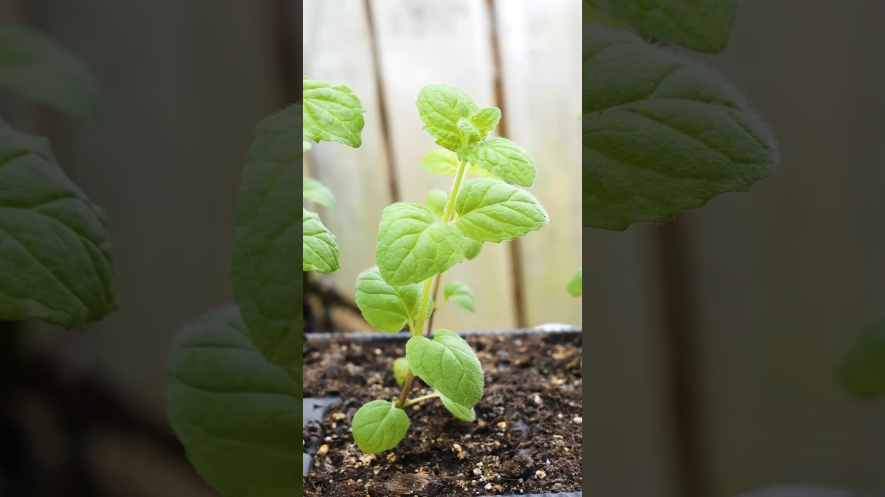 Growing Mint Plants from Seed to Harvest in Containers