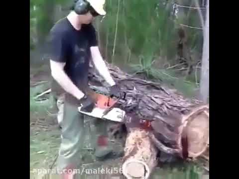 سبحان الله بریدن تنه درخت وجاری شدن خون از داخل