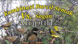 Suara Pikat Kombinasi Burcil Semak Vs Sogon Dijamin Ampuh