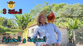 تربية الدجاج  كيف تصبح محترف في تربية الدجاج(( المتابعة&الحماية )) الحلقة ٣