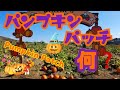 【PUMPUKIN PATCH】パンプキン・パッチって何？【HALLOWEEN】
