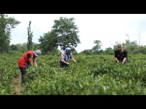 პროექტი GRETA ბიო ჩაის მწარმობლებს წარმოების განვითარებაში და პროდუქციის ექსპორტზე გატანაში ეხმარება