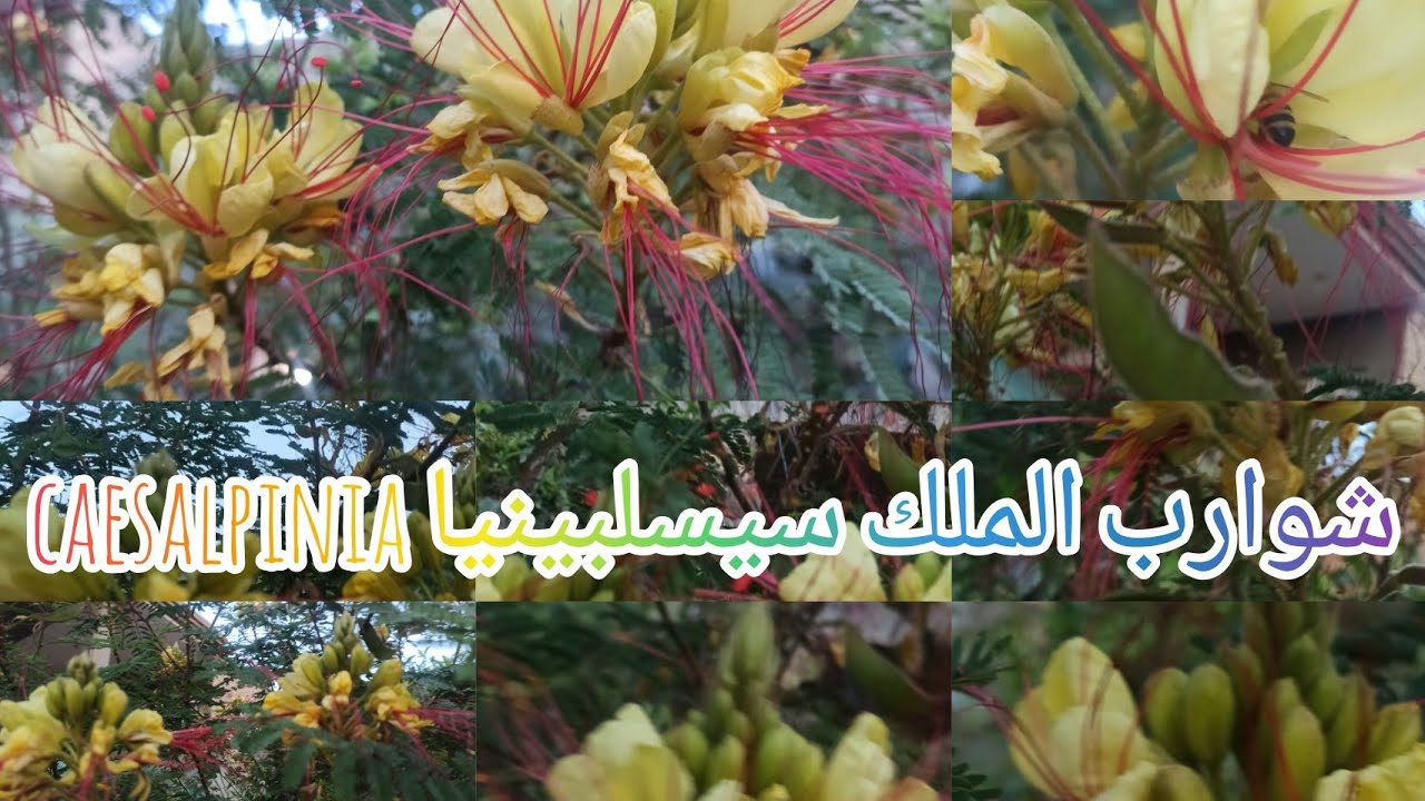 شوارب الملك سيسلبينيا caesalpinia gilliesiiشجيرة مزهرة جاذبة للنحل 🐝 شاهدوا جمالها الازهار في حديقتي